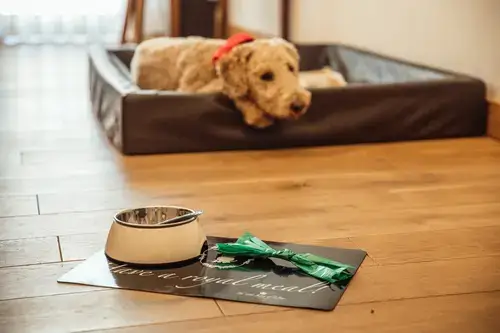 Hundeglück