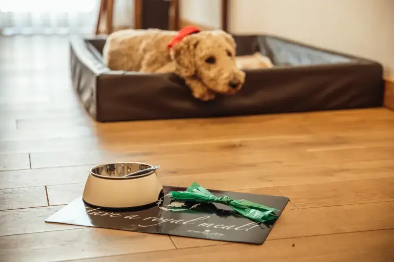 Ein Hund liegt zufrieden im Hundebett auf dem Zimmer und schaut seinen Besitzer an