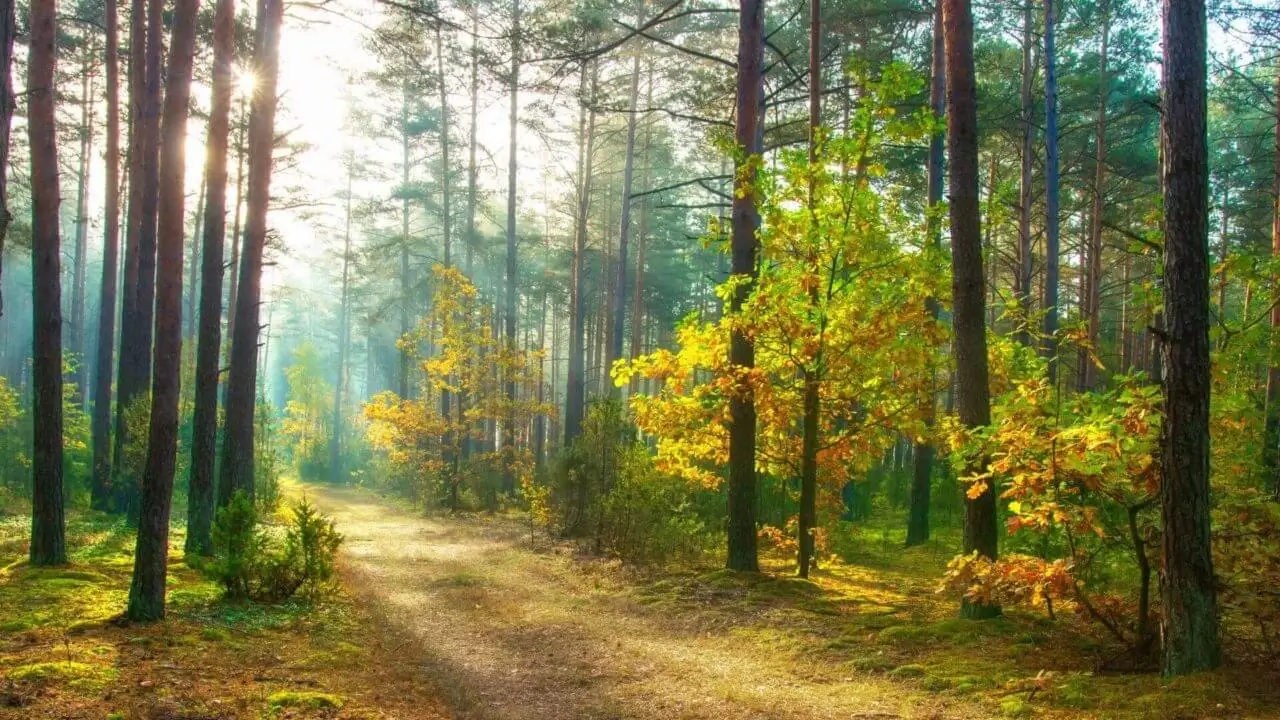 Waldbaden Stuttgart – Entspannung und Naturerlebnis im Grünen.