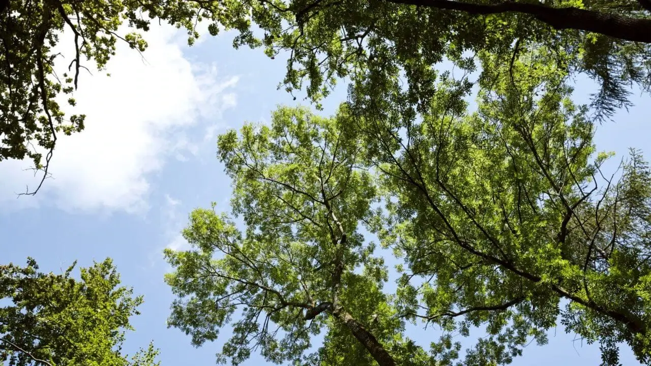 Waldbaden Stuttgart – Entspannung und Naturerlebnis unter freiem Himmel.