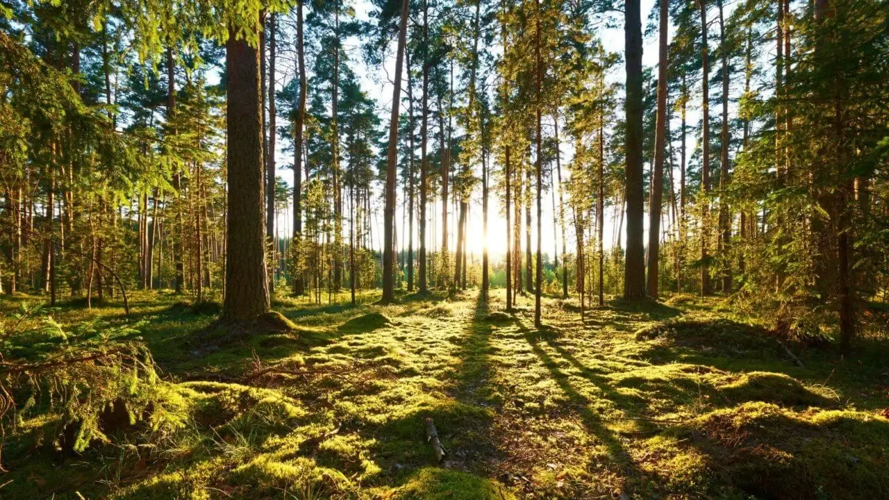 Ein Waldbaden in Stuttgart – ein sonnendurchfluteter Wald mit Ruhe und Natur.