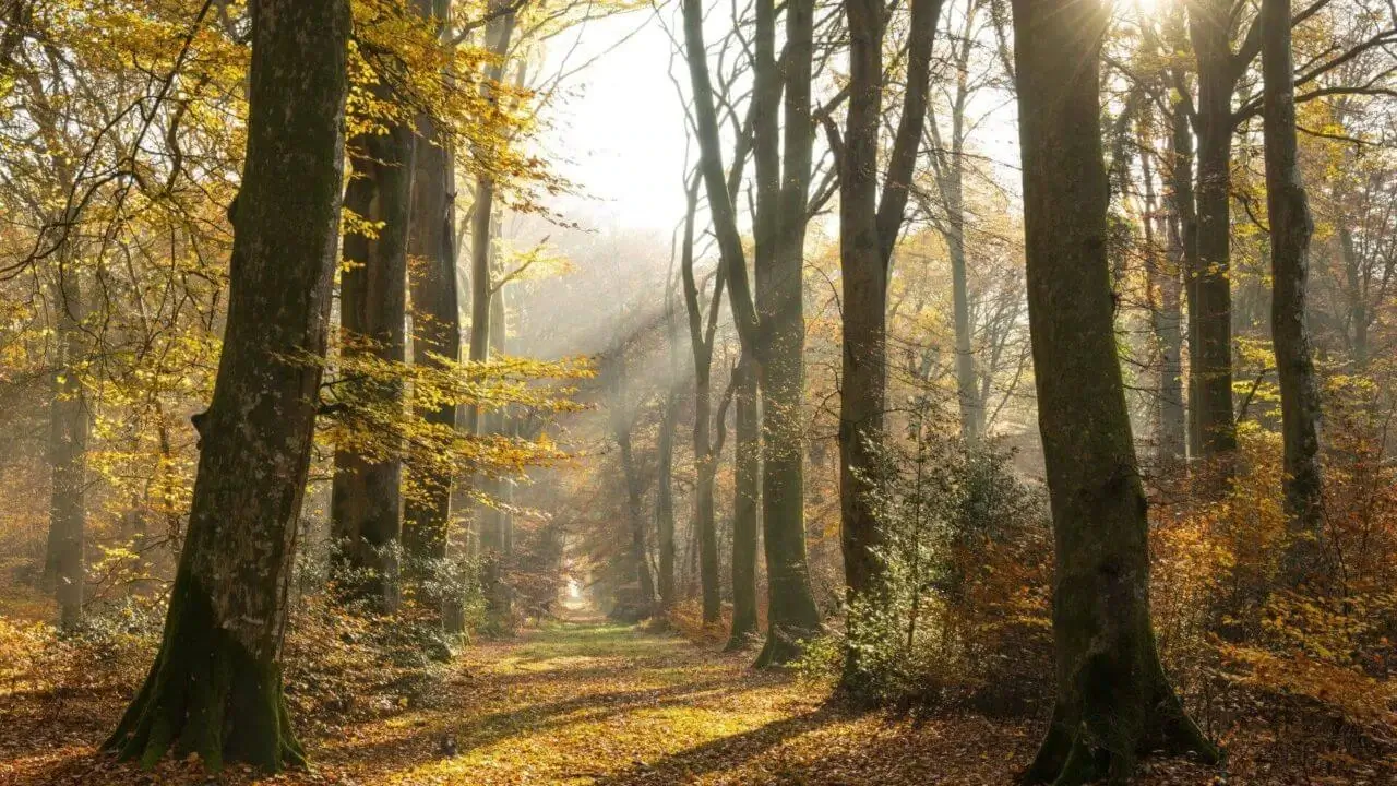 Ein ruhiger Waldweg im Herbst, ideal für Waldbaden in Stuttgart.