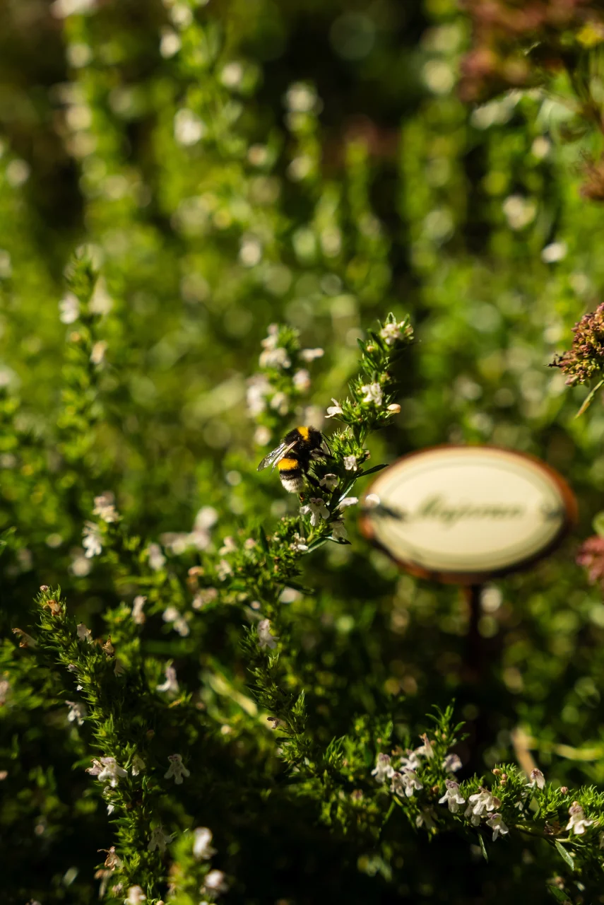 Nahaufnahme der frischen, selbst angepflanzten Kräuter im Garten des Hotels.